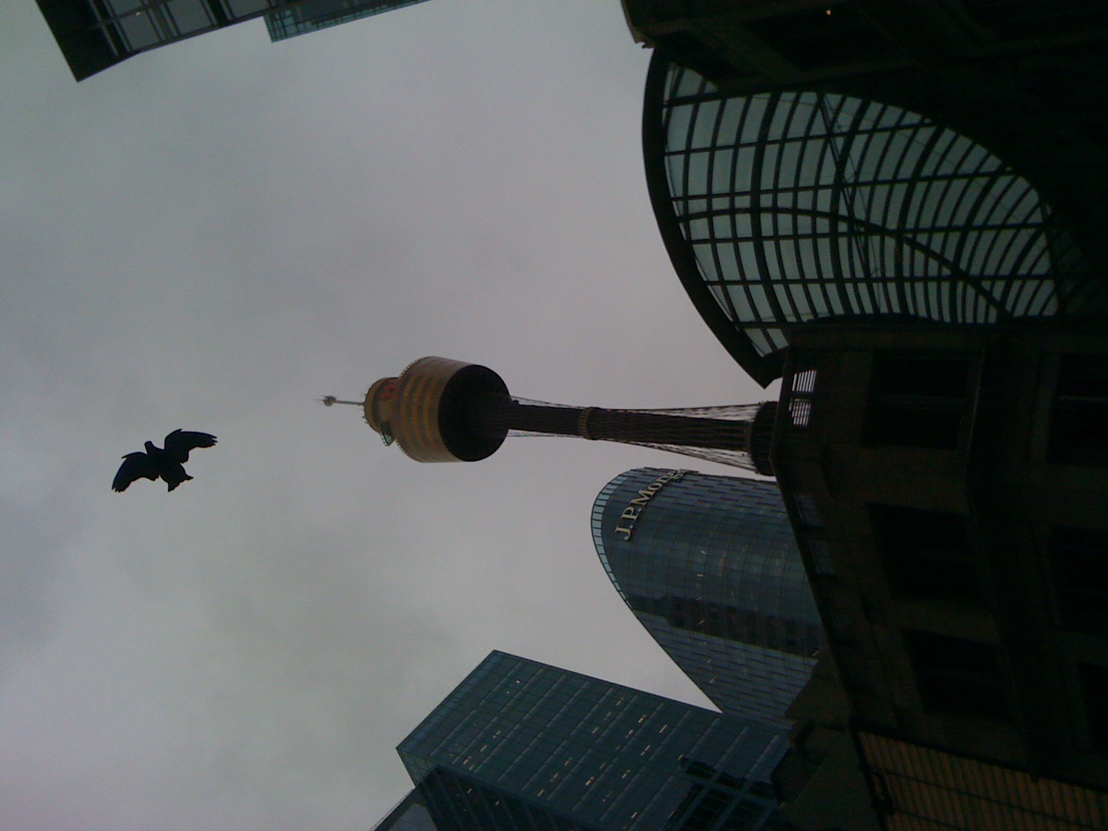 Centrepoint Tower and a Bird